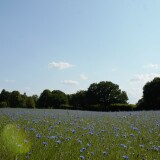 2023-Trittau-Radwanderweg-Natur-Baume-Wiesen-2