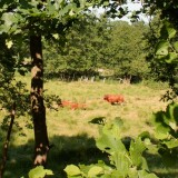 2023-Trittau-Radwanderweg-Natur-Baume-Wiesen-4