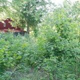 20230603-Blumenau-u.-Bad-Oldesloe-f-3