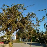 20210907-Baumbau-mit-Naturmaterialien-af-1