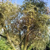 20210925-Baumbau-H0-norddeutsche-Tiefebene-8