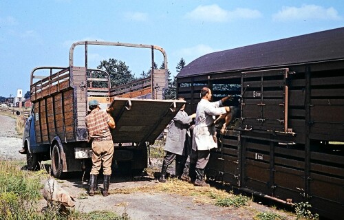 Schweinetransport_Hanomag_aus_schleswiger_Kennzeichen_1967_per_Bahn_Trittau_Gleis_7.jpg