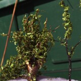 20200417-Baumbau-H0-aus-naturmaterialien-eine-Wurzel-15