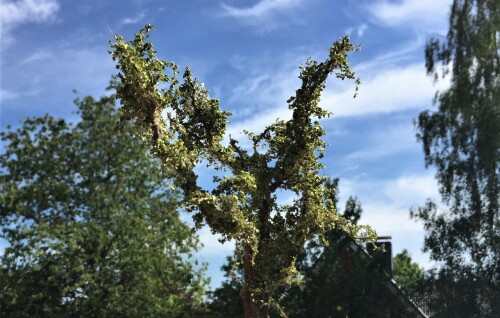 20200616 Bäume baum h0 1zu87 aus Naturmeterialien (5)