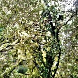 20210826-etwas-Wald-und-Baumbau-3