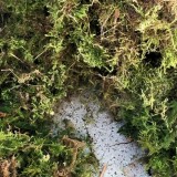 20200416-Sortieren-von-Naturmaterialien-Baumbau-18a