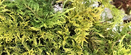 20200416 Sortieren von Naturmaterialien Baumbau (22)