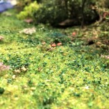 20201016-Wilde-Wiese-Waldgrenze-und-Unterholz-3