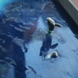 r_Polarmeer_Miwula_Miniaturwunderland_Hamburg_Brucke-3