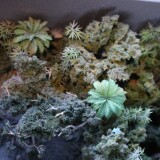 y_-Dschungel_rain_forest_H0_sscale_Miwula_Miniaturwunderland_Hamburg_Brucke_Stecke_um_die-Welt-14