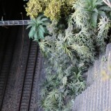 y_-Dschungel_rain_forest_H0_sscale_Miwula_Miniaturwunderland_Hamburg_Brucke_Stecke_um_die-Welt-9