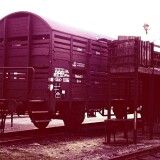 Uchte_Bahnhof_1966_Mindener_Kreiseisenbahn_Guterwagen_Viehverladung_Laderampe