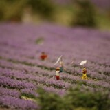 Miniaturwunderland_France_Provence_Lavendel_Felder_Frankreich_MiWuLa_Modellbahn_H0_b-7