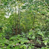 Ratzeburg-Schmilau_Draisinenbahn_Reste_Kaiserbahn_2023_d-3