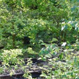 Ratzeburg-Schmilau_Draisinenbahn_Reste_Kaiserbahn_2023_d-4