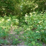 Ratzeburg_Bahnhof_Vorplatz_Rest_Schiene_Kaiserbahn_2023_Juni-2