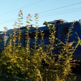 BR_151_BR_140_EGP_Doppeltraktion_Schwarzenbek_Bahnhof_2023_Sep-3