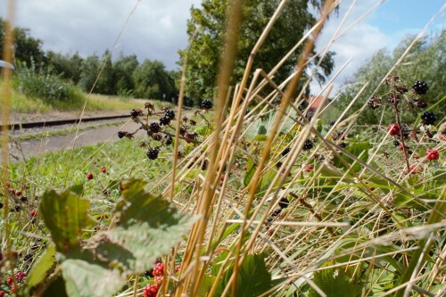 20230807 Bergedorf Süd Bahnhof a (3)