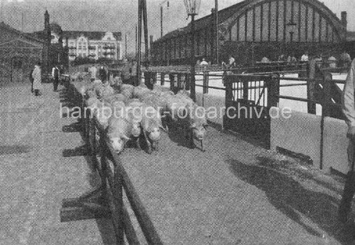 1910-Schlachthof-Hamburg---Schweine-in-der-Trift-beim-Bahnhof-Sternschanze..jpg