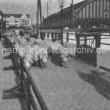 1910-Schlachthof-Hamburg---Schweine-in-der-Trift-beim-Bahnhof-Sternschanze.