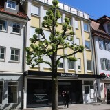 Tuttlingen_Baume_Fusgangerzone_Mai_2025-2