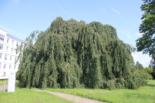 Trauerbuche KH Bad Oldesloe Asklepios Klinik Juli 2025 (2)
