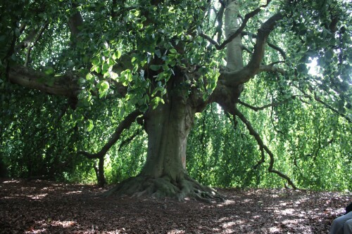 Trauerbuche KH Bad Oldesloe Asklepios Klinik Juli 2025 (5)